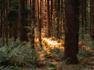 Peaceful indoor environment with plants and natural sunlight.